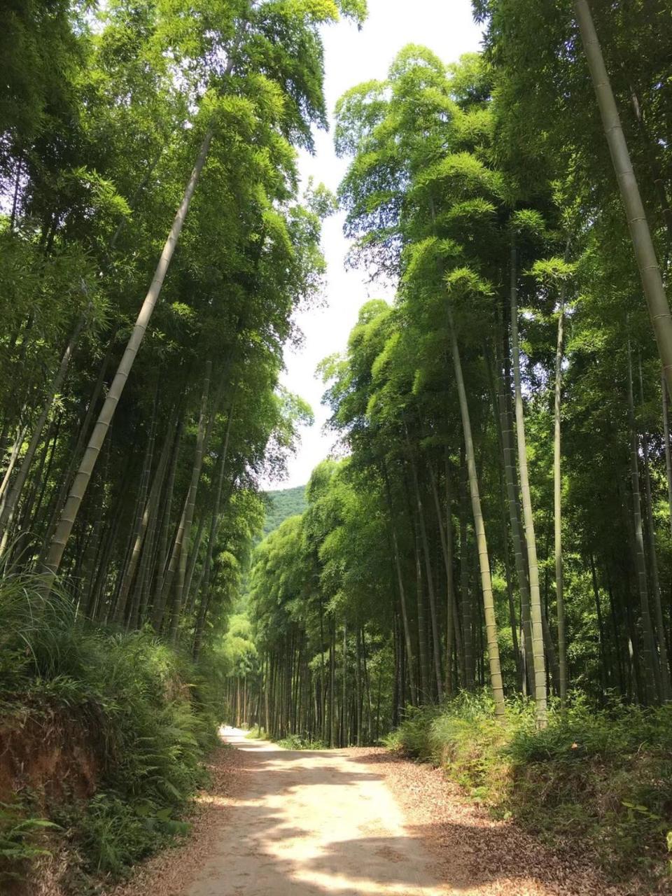 Moganshan Bamboo View Guesthouse Deqing Extérieur photo
