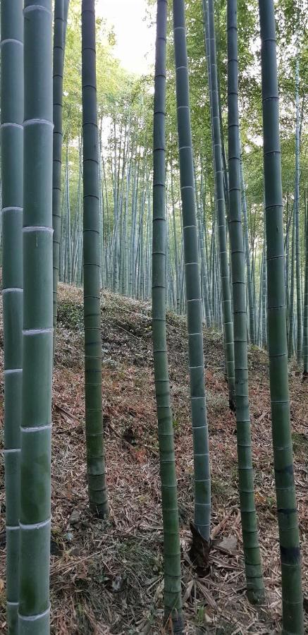 Moganshan Bamboo View Guesthouse Deqing Extérieur photo